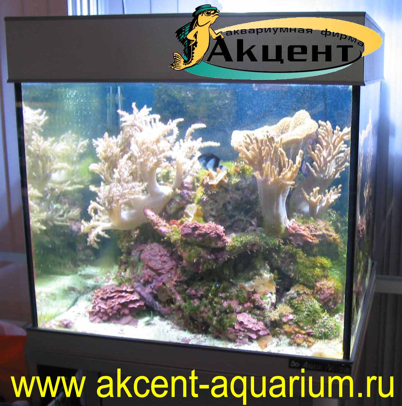 Акцент-аквариум, морской аквариум 100 литров, живые камни, мягкие кораллы